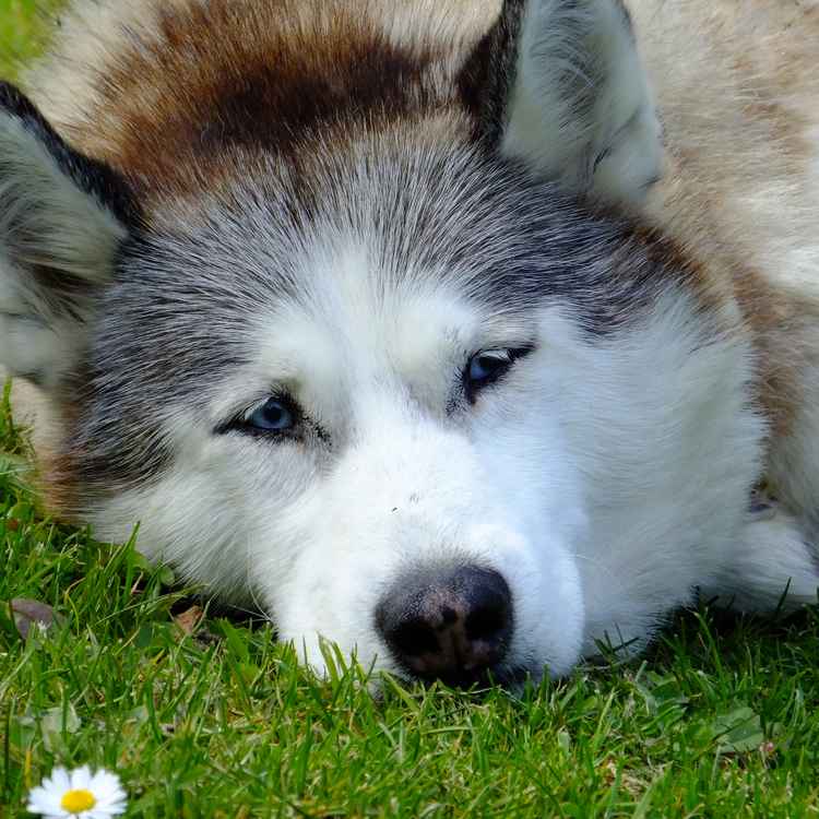 Husky pur