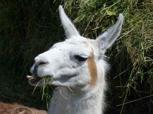 Lama II