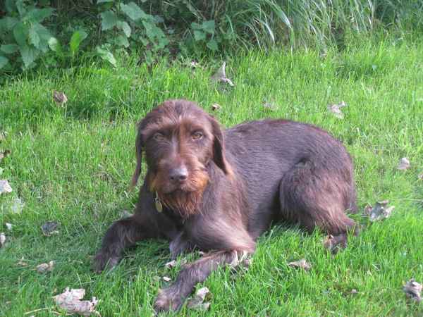 brauner jagdhund