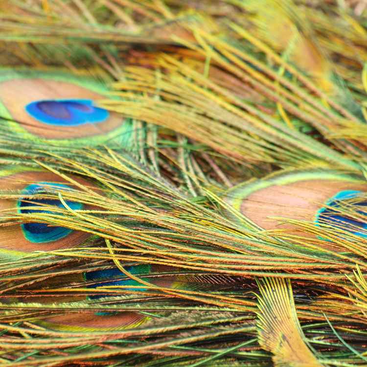 Pfauenfedern