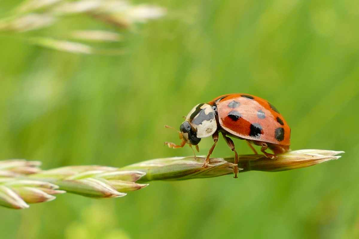 Marienkäfer