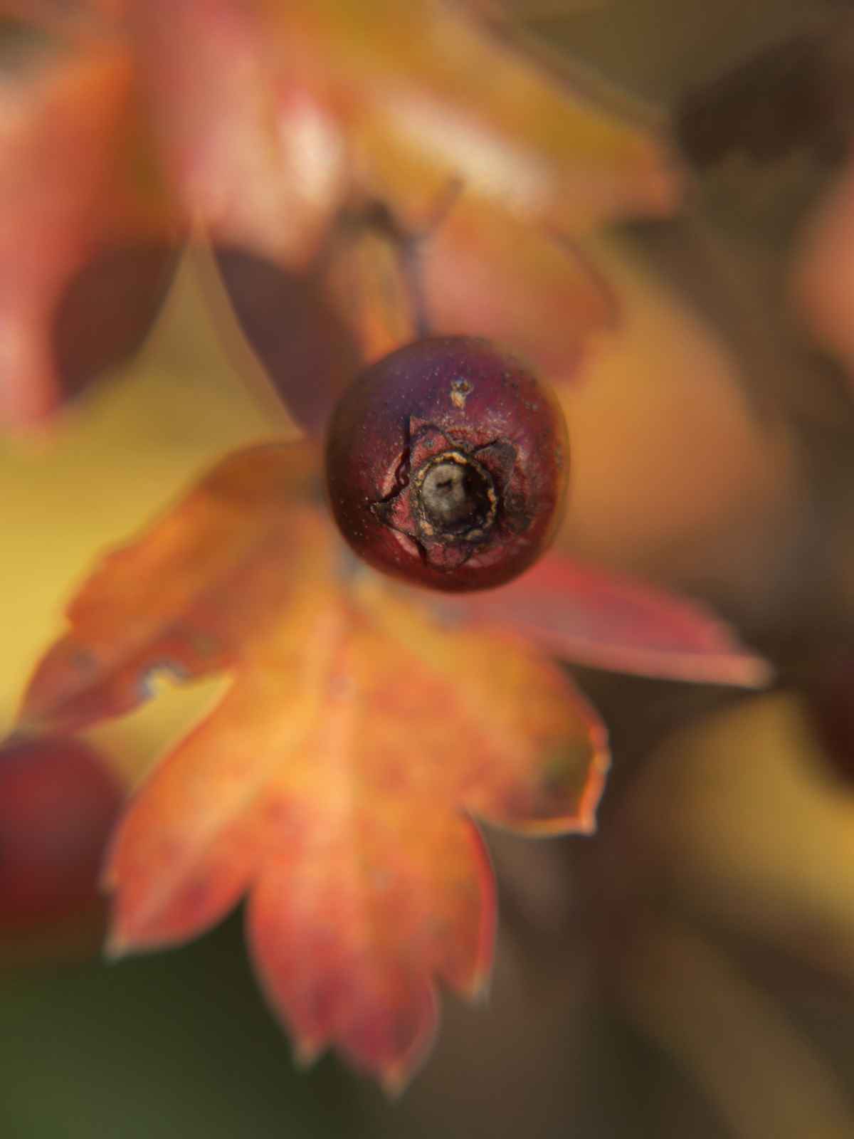 einfach Herbst