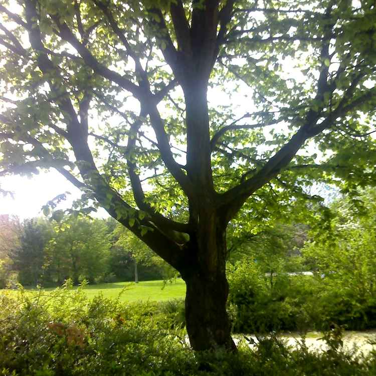 GREENtree