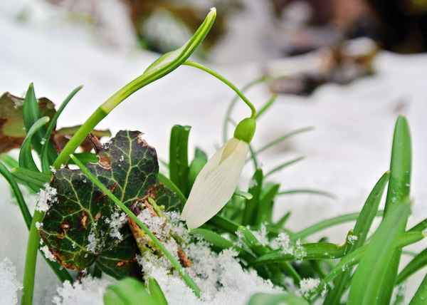 solo-schneeglöckchen im schnee