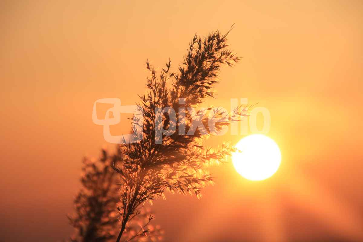 "Sonnenblume" mal anders