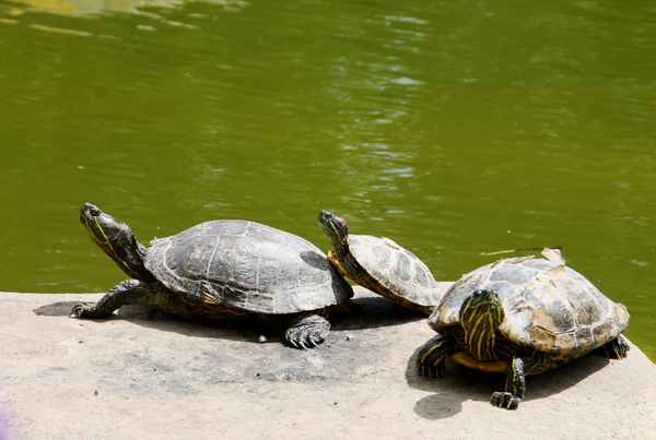 Das Trio vom Westpark 03