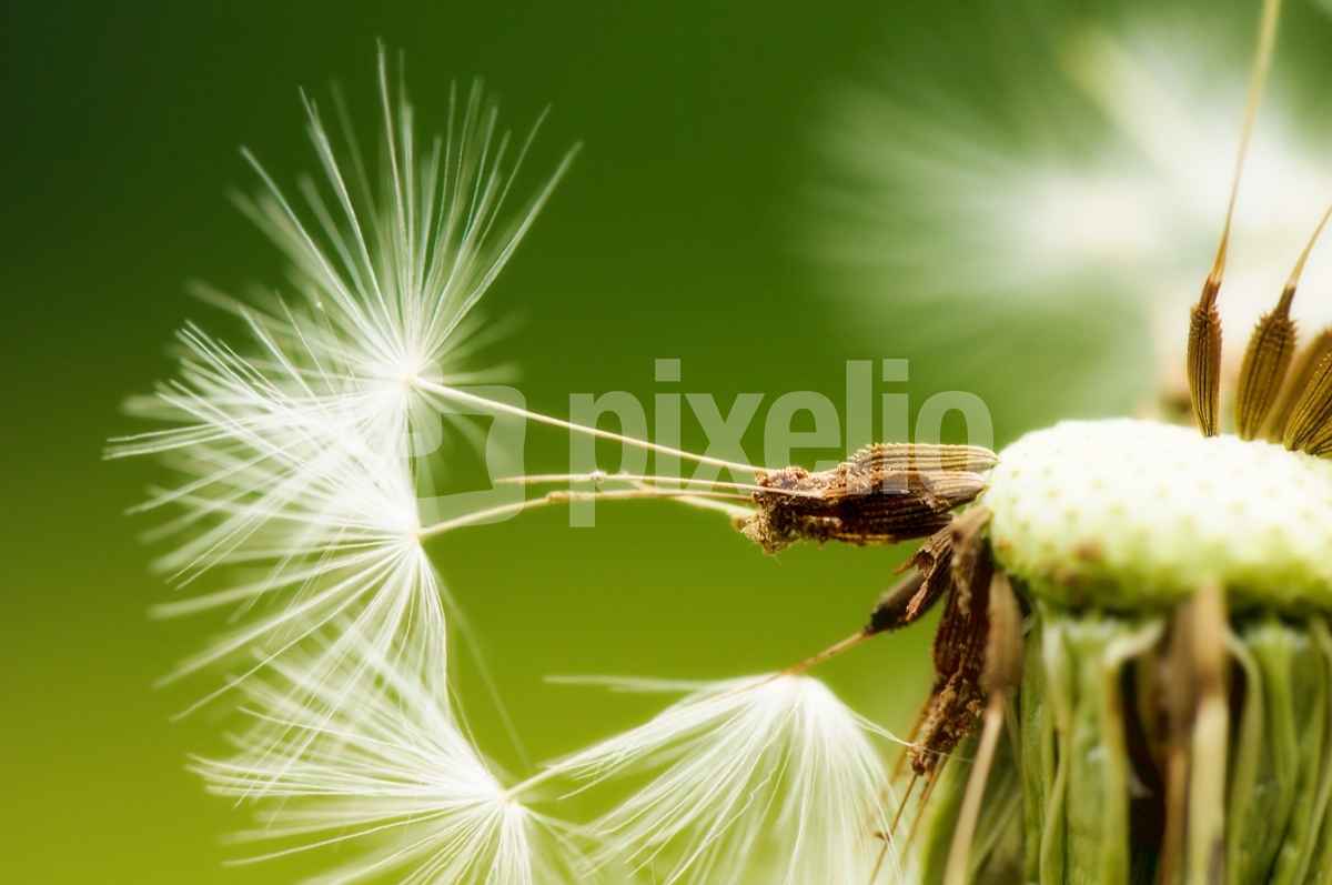 Pusteblume