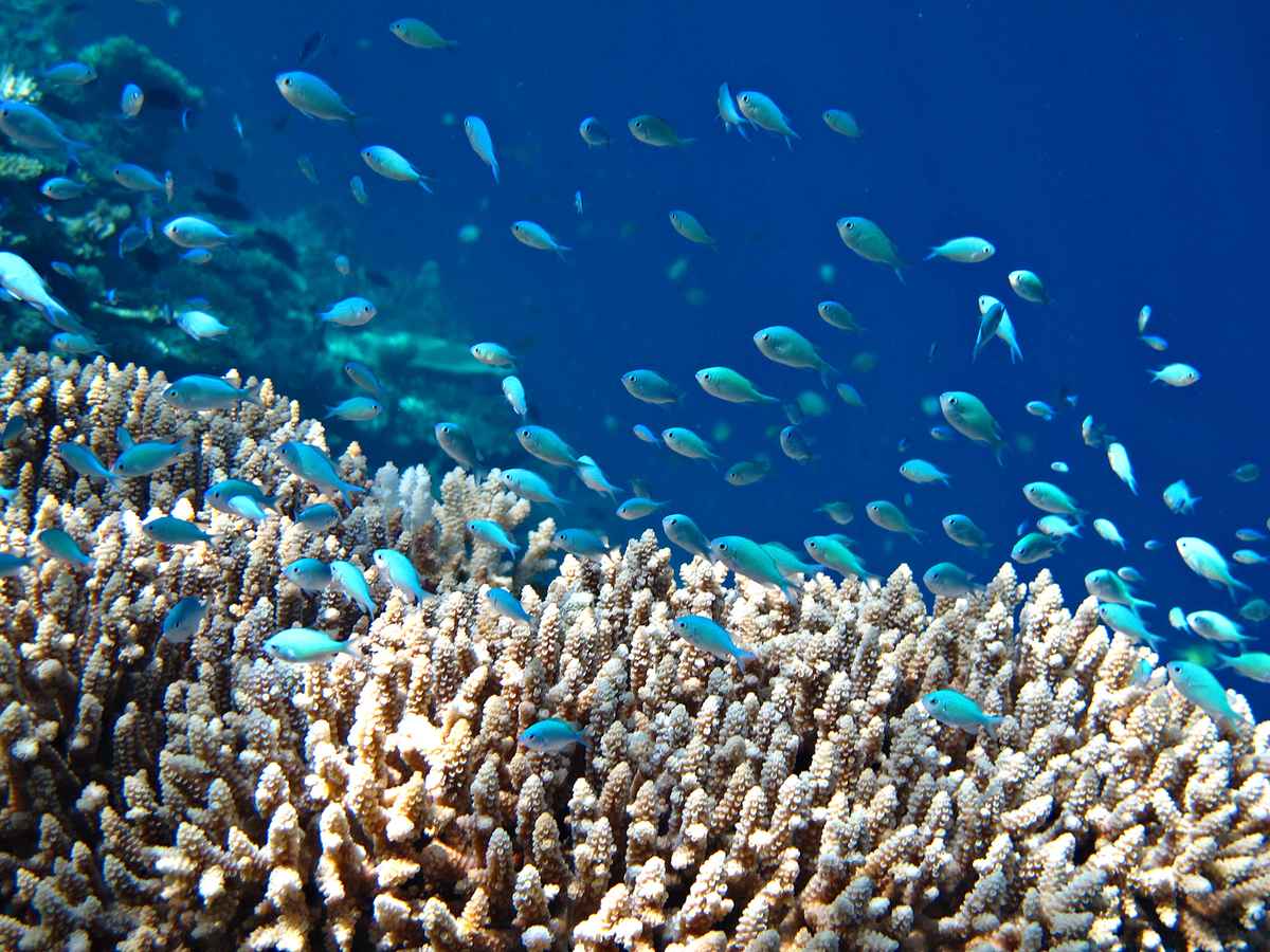 Schwalbenschwänzchen