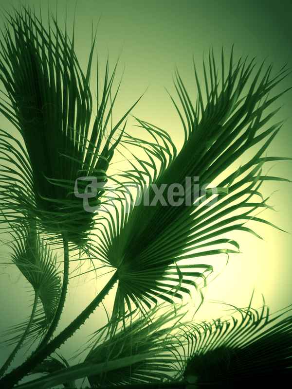 Palmwedel