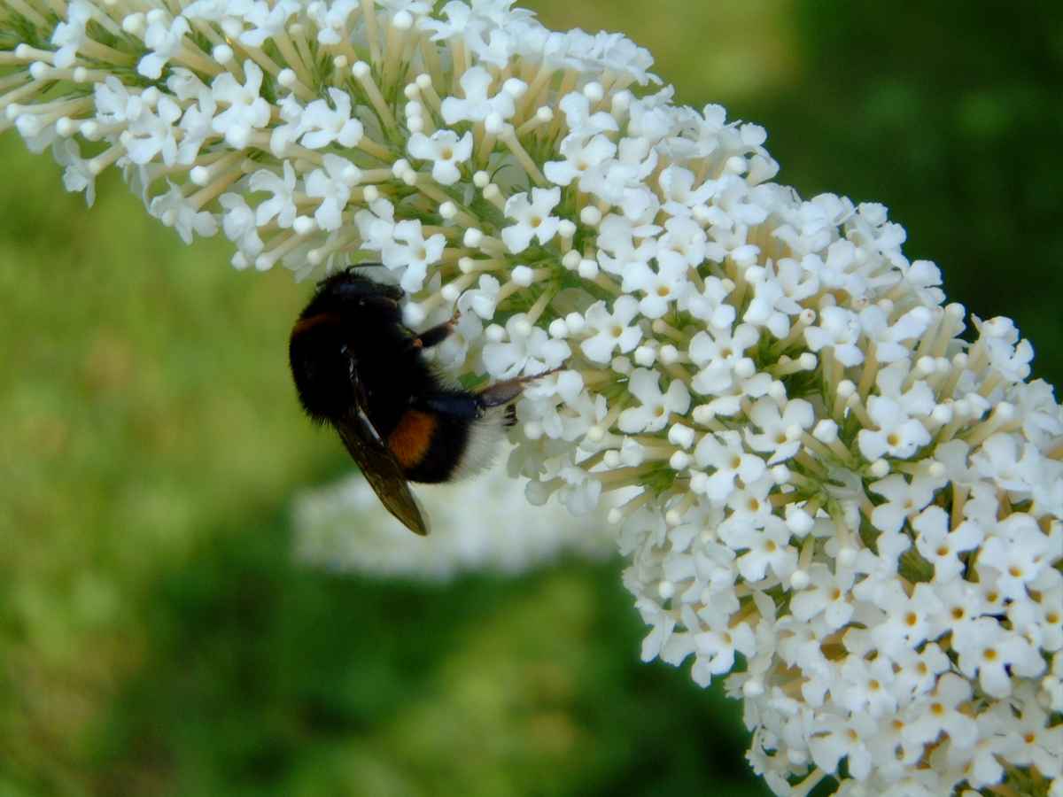 Biene auf Blüte
