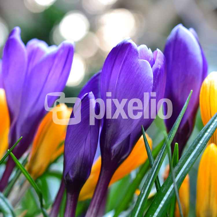 Krokusse