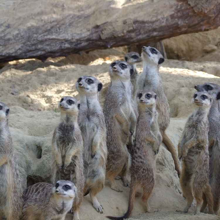 Erdmännchen