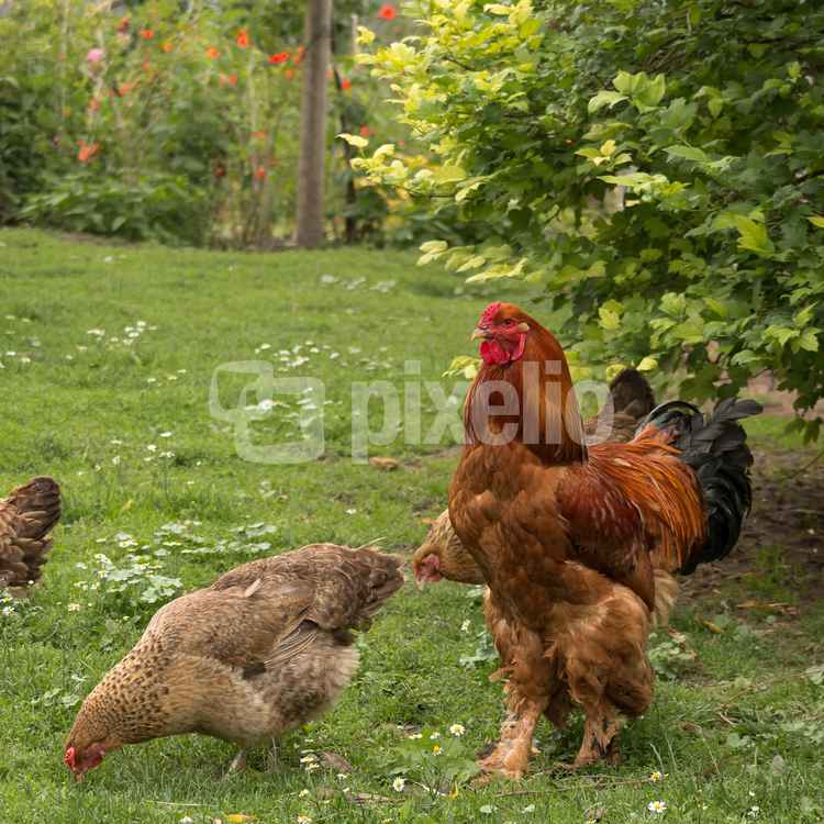 Glückliche Hühner