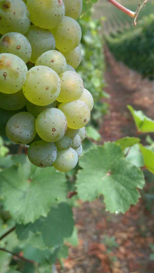 Weinrebe