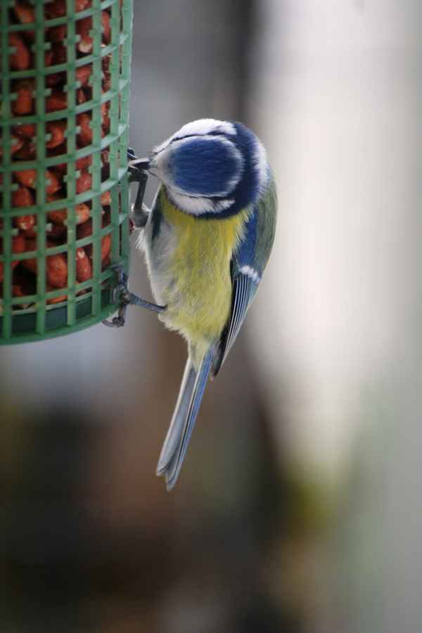 Meise beim Nüsse klauen