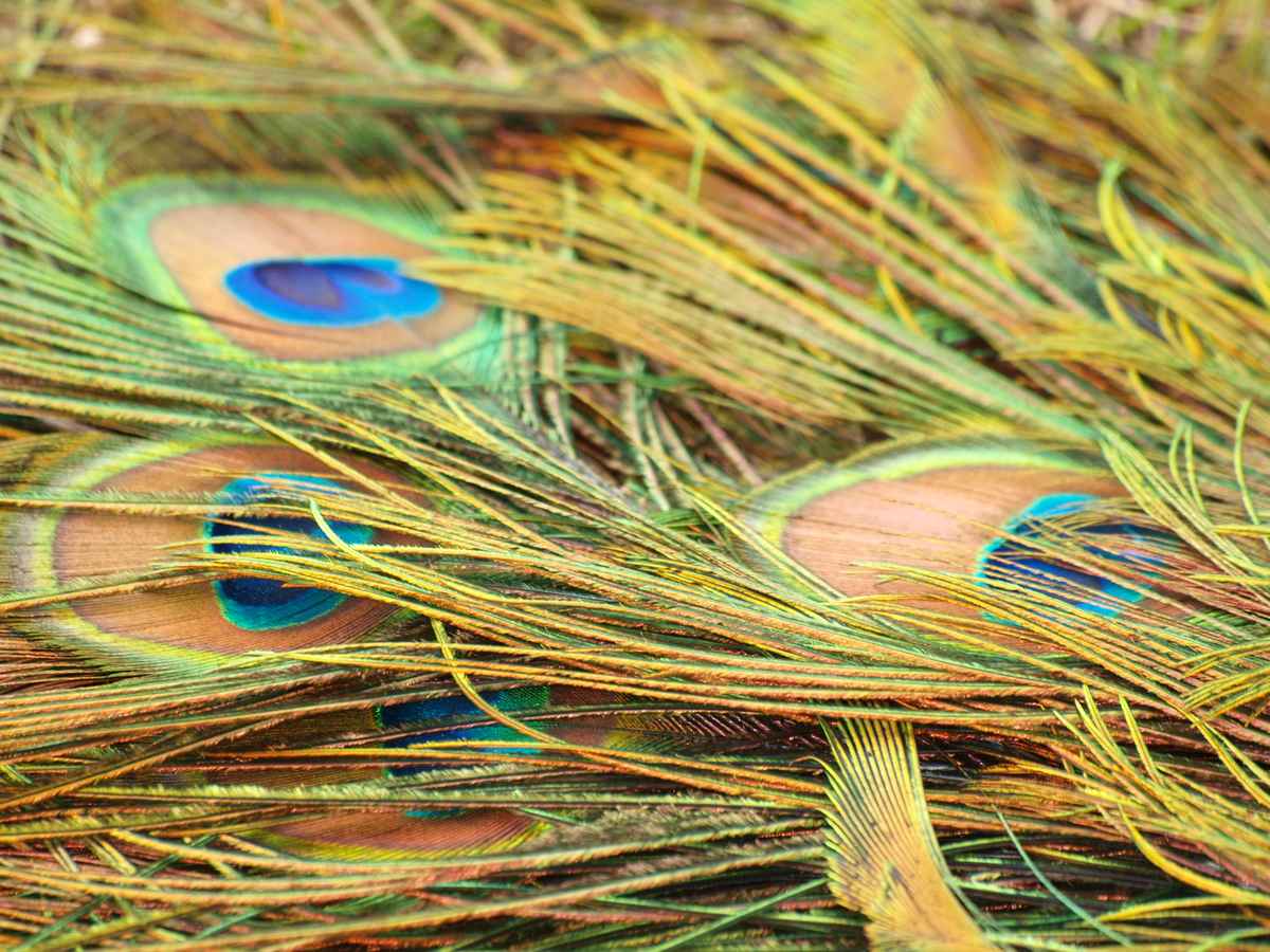 Pfauenfedern