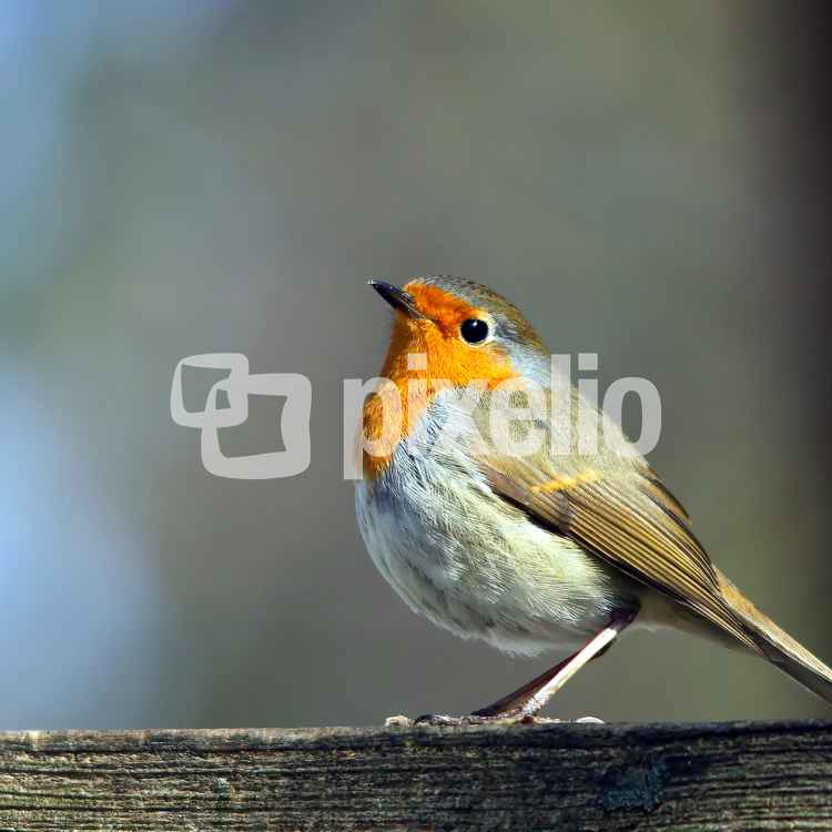 Neugieriges Rotkehlchen