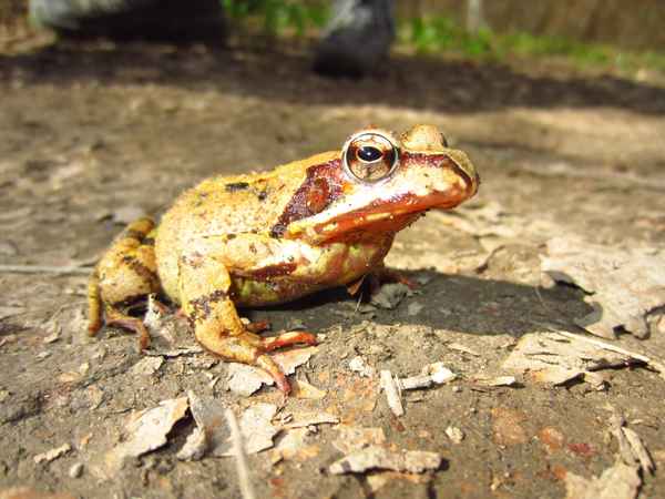 Brauner Frosch von vorne