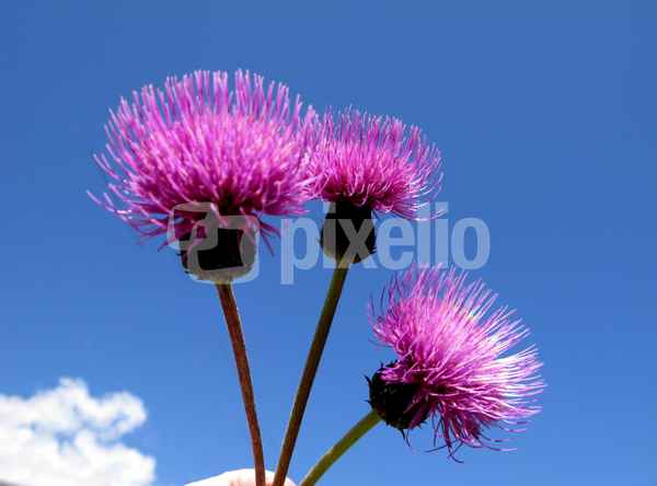 Blumen im Himmel