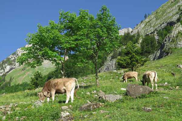 Offene Weidefläche auf der Seealp