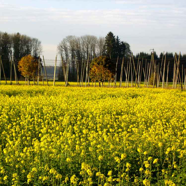 Herbstwiese Meckenbeuren