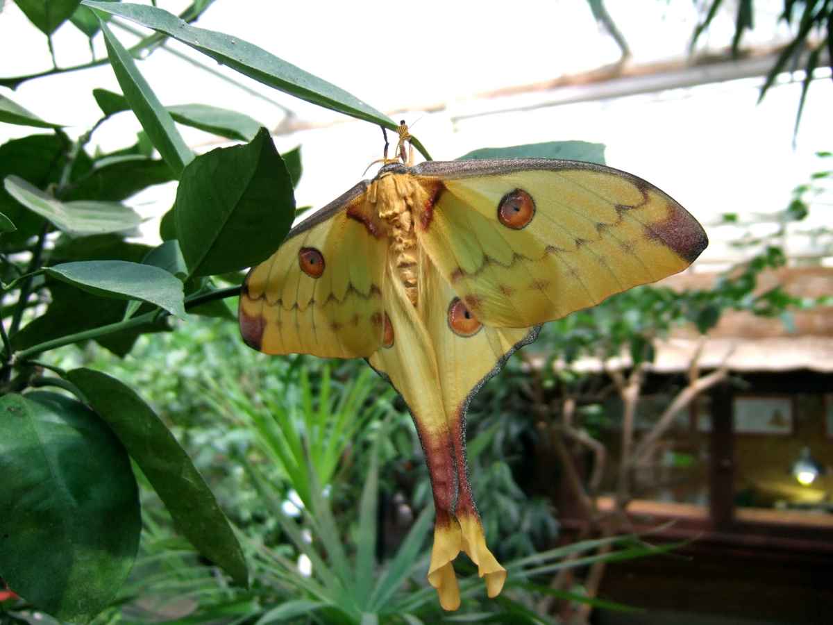 Kometenfalter