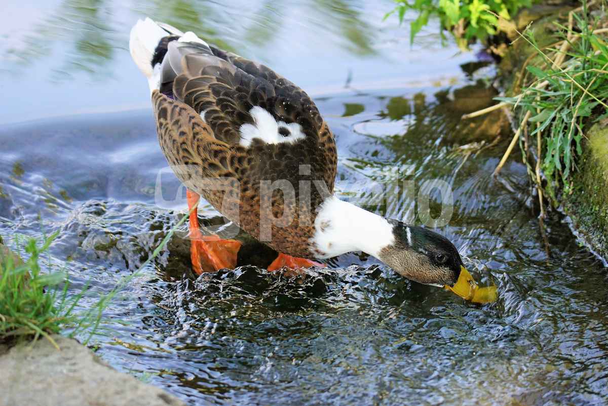 Wasservogel