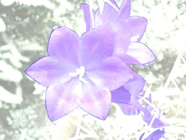 Briefpapier Glockenblume