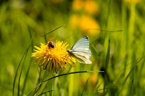 Sommerwiese
