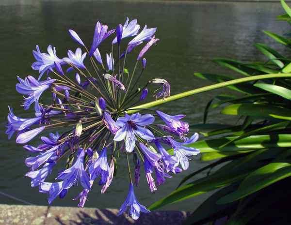 Blütenpracht am Donauufer 02