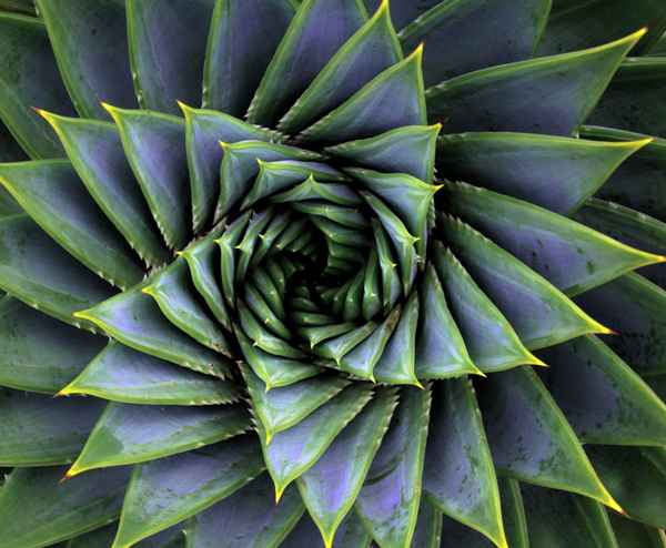 Symmetrie