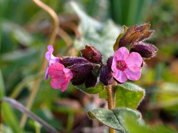 und es wird doch frühling
