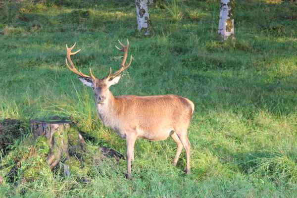 Schottischer Hirsch 2