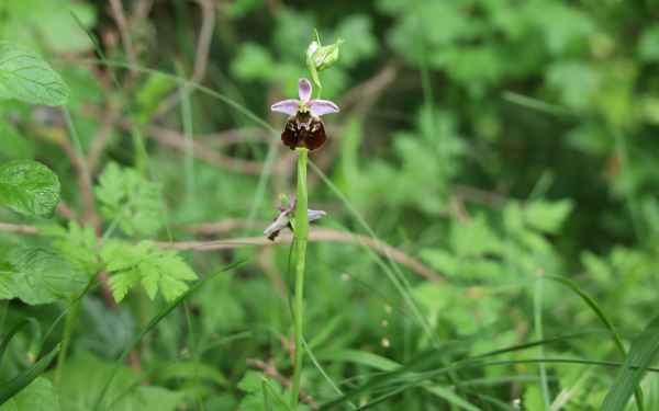 Wilde Orchidee 1