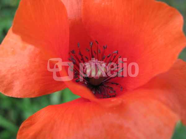 Mohnblume 3