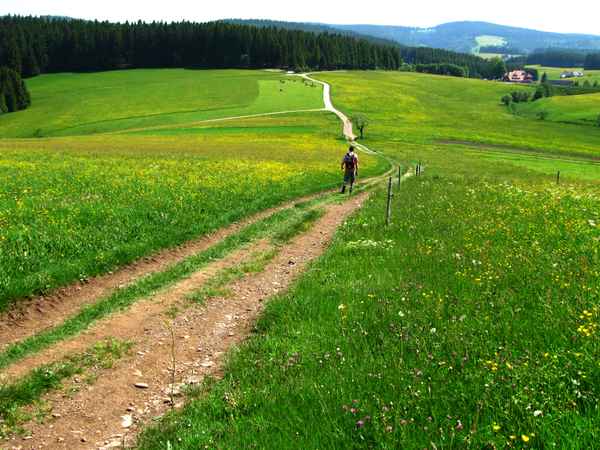 Westweg-Wanderer im mittleren Schwarzwald_2