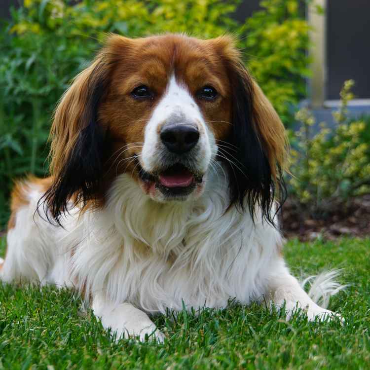 Nederlandse Kooikerhondje