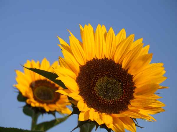 Sonnenblume mit Morgentau