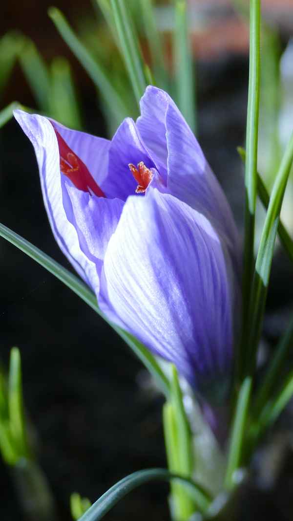 Safran-Krokus