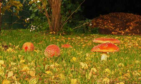 herbstimpressionen 6