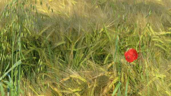 Im Kornfeld