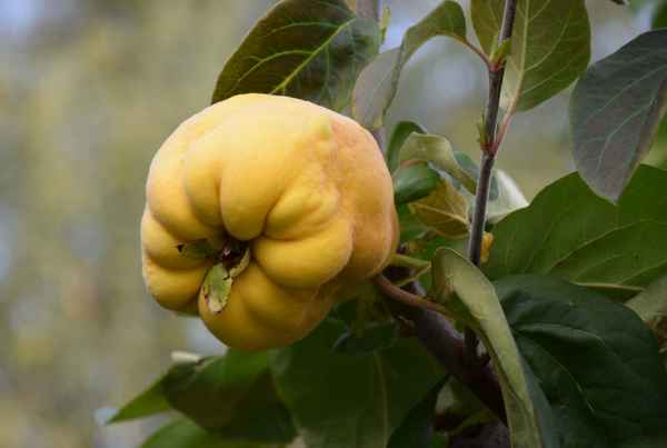 Reife Quittenfrucht am Ast