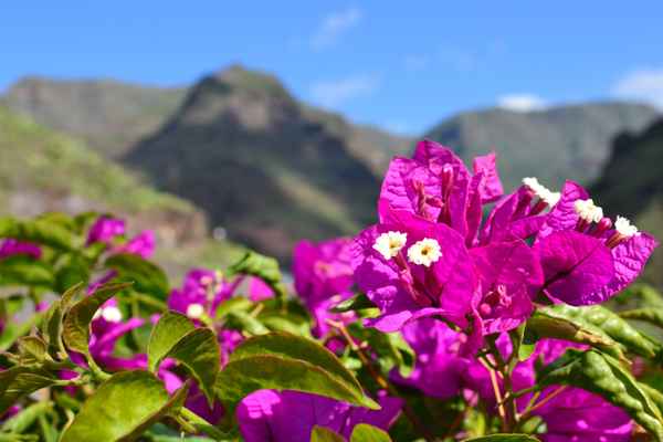 Bougainvillea