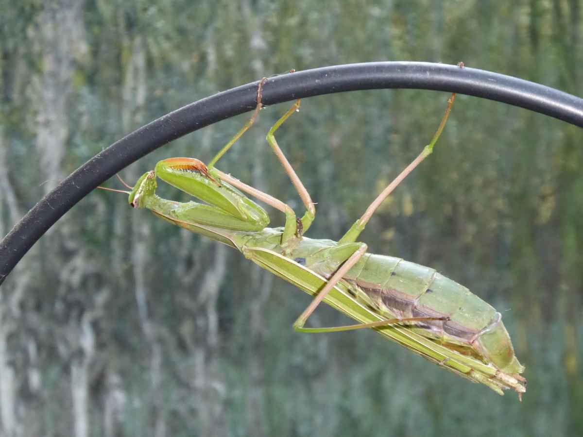 Gottesanbeterin-Fangschrecke