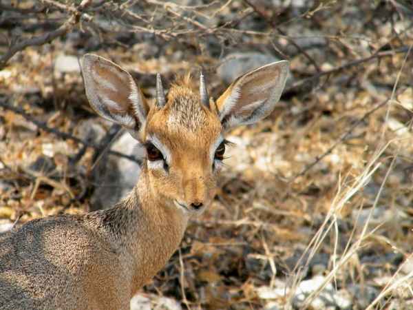 Etosha NP - Damara Dik-Dik
