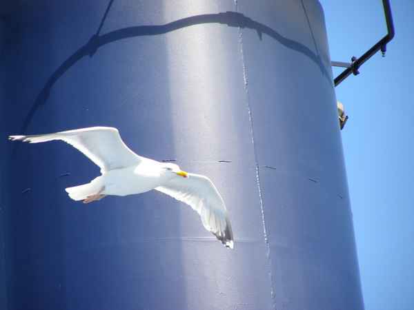 Schöne Begleitung auf der Fähre