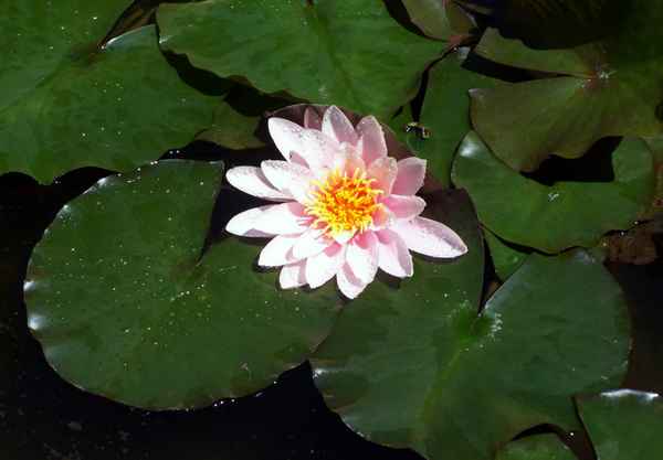 Eine Schönheit im Wasser