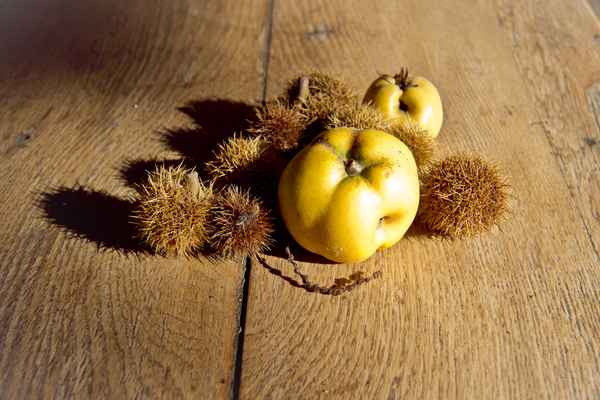 Herbst