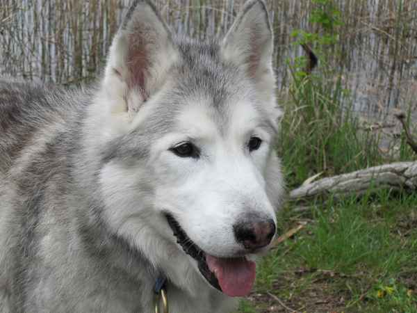 Husky
