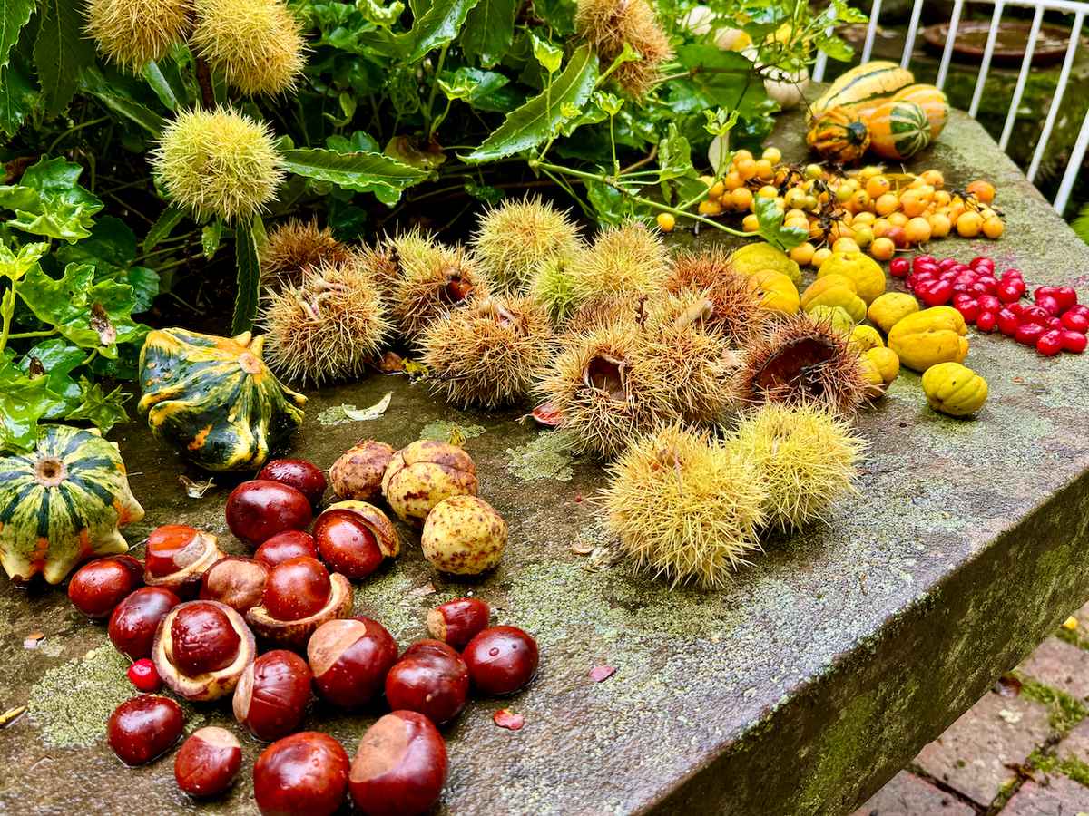 Gartenfreude im Herbst_3